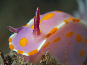 Ceratosoma amoenum, Shiprock by Doug Anderson 